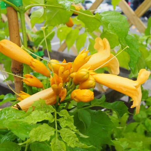 Americká trubač Judy květináč, 2l