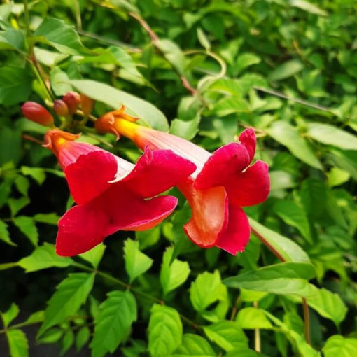 Americká trumpetka Gabor 2L kontejner