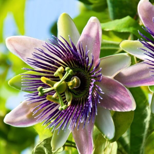 Mučedník (Passiflora) 'Purple Haze' P9/C1