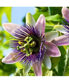 Mučedník (Passiflora) 'Purple Haze' P9/C1
