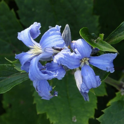 Clematis Cassandra (trvalka) VONNÁ květináč 4L