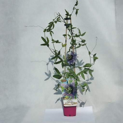 Mučedník (Passiflora) 'Purple Haze' P9/C1