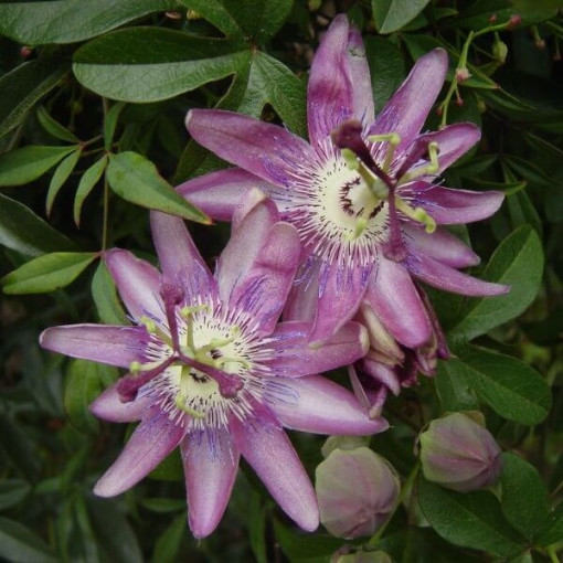 Mučenka (Passiflora) 'Violacea' P9/C1