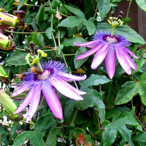 Mučenka (Passiflora) 'Violacea' P9/C1