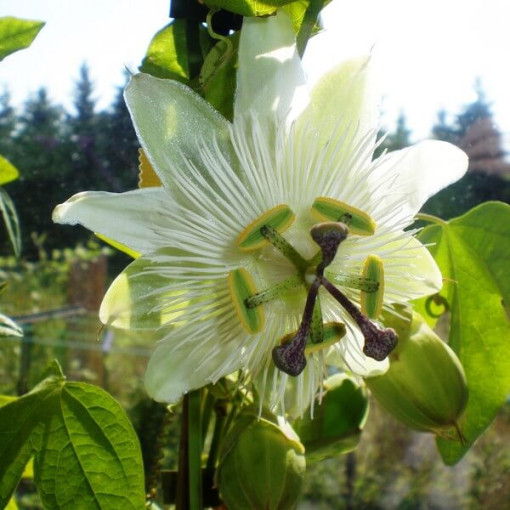 Mučenka (Passiflora) 'Constance Elliott' P9/C1