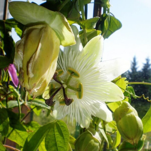 Mučenka (Passiflora) 'Constance Elliott' P9/C1