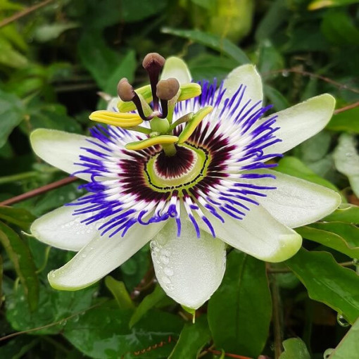 Mučenkova květina (Passiflora) 'Caerulea' P9/C1