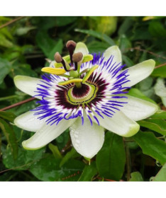 Mučenkova květina (Passiflora) 'Caerulea' P9/C1