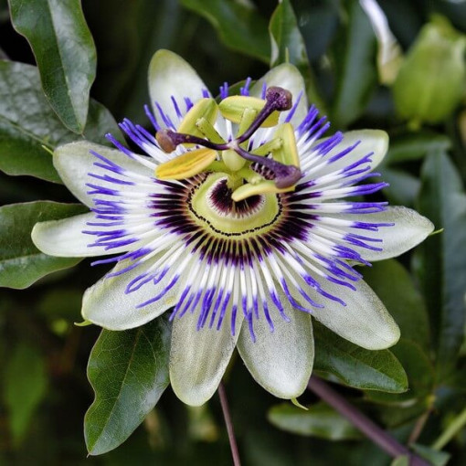 Mučenkova květina (Passiflora) 'Caerulea' P9/C1