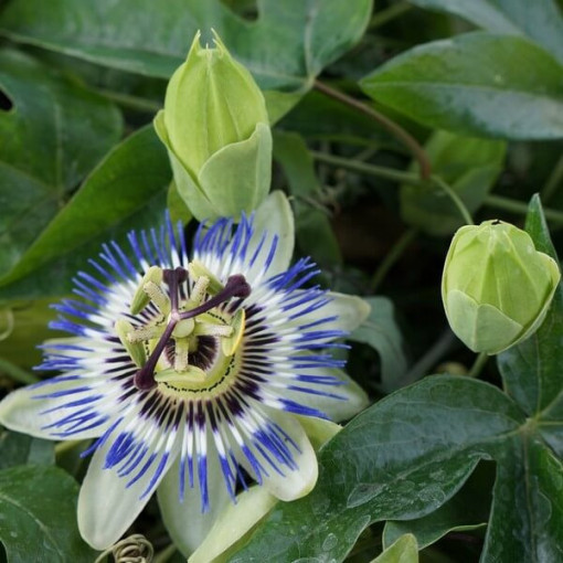Mučenkova květina (Passiflora) 'Caerulea' P9/C1