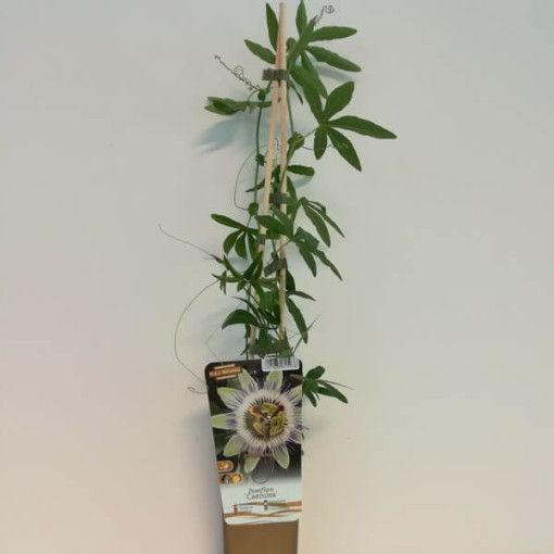 Mučenkova květina (Passiflora) 'Caerulea' P9/C1