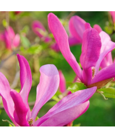 Magnólie 'Susan' květináč, 2l