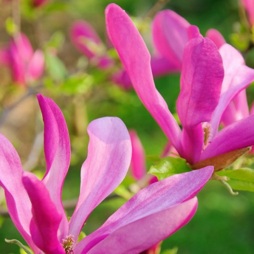 Magnólie 'Susan' květináč, 2l