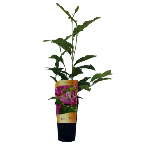 Magnólie 'Susan' květináč, 2l