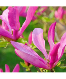 Magnólie 'Susan' P9/C1