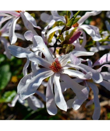 Magnólie Stellata P9, 2L