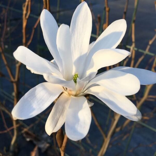 Magnolia Stellata P9/C1