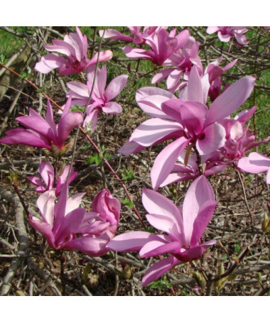 Mezidruhová magnolie Magnolia x soulangeana, 2L květináč