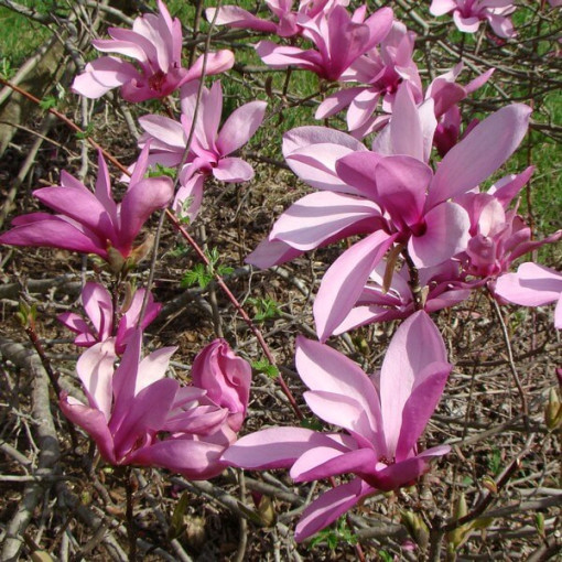 Mezilehlá magnólie Magnolia x soulangeana P9/C1