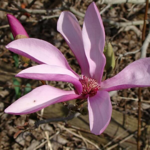 Mezilehlá magnólie Magnolia x soulangeana P9/C1