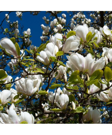 Magnolia loebnera 'Merrill' kontejner, 2l