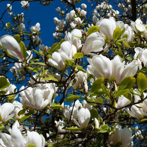 Magnolia loebnera 'Merrill' kontejner, 2l