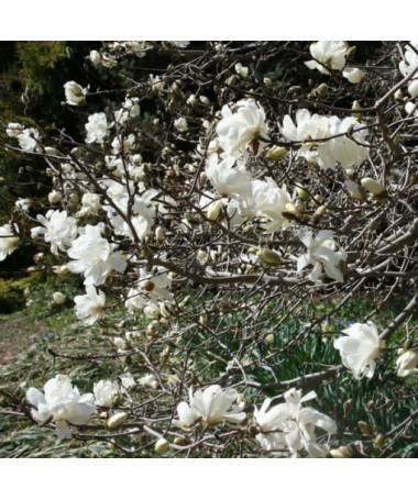 Magnolia loebnera 'Merrill' kontejner, 2l