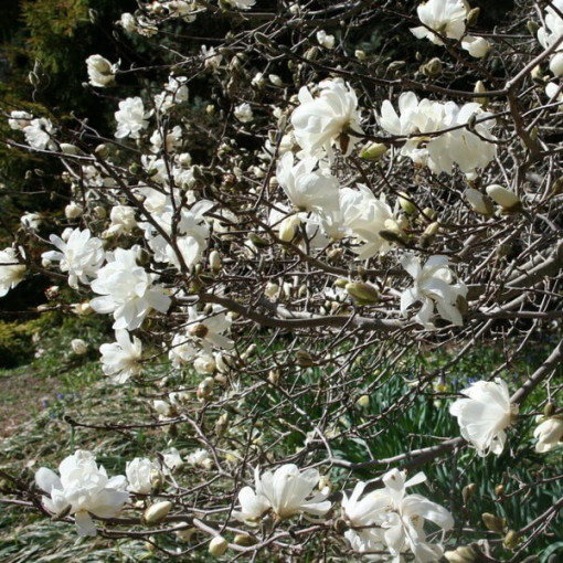 Magnolia loebnera 'Merrill' kontejner, 2l