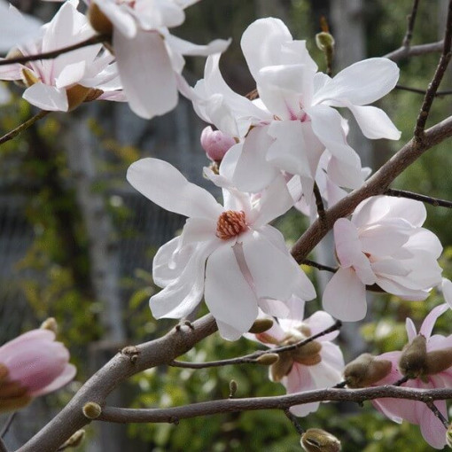 Magnolia loebnera 'Merrill' kontejner, 2l