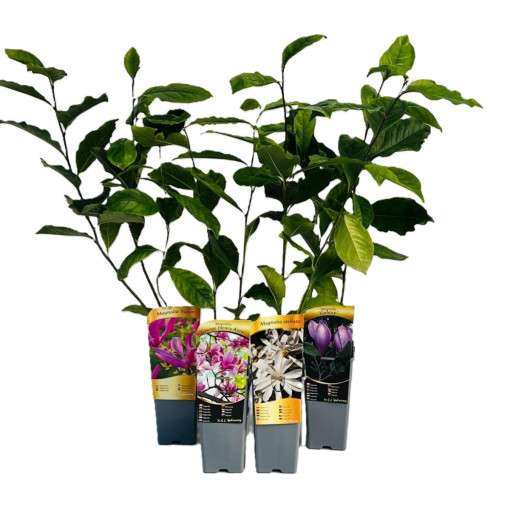 Magnolia loebnera 'Merrill' kontejner, 2l