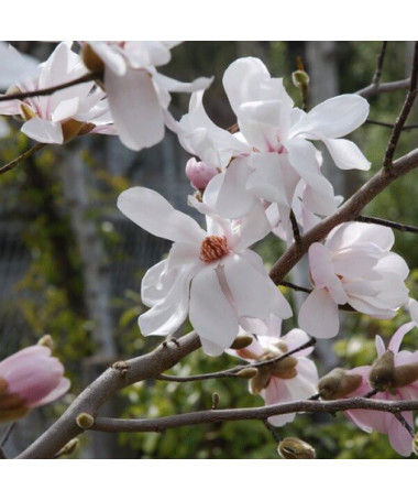 Magnólie loebnera 'Merrill' P9/C1