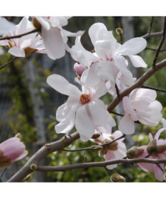 Magnólie loebnera 'Merrill' P9/C1