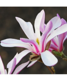 Magnolie loebnera 'Leonard Messel' květináč, 2l