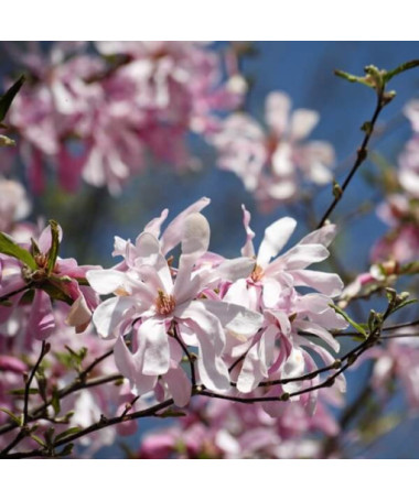 Magnolie loebnera 'Leonard Messel' květináč, 2l