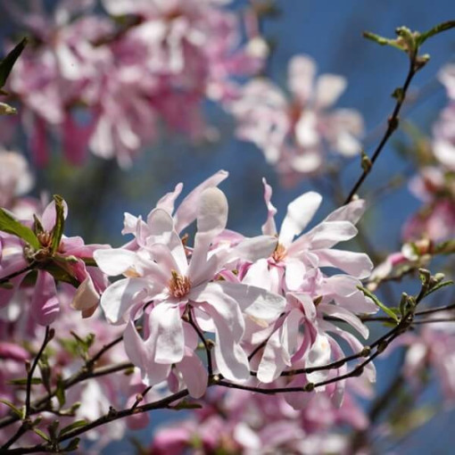 Magnolie loebnera 'Leonard Messel' květináč, 2l