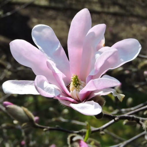 Magnolie loebnera 'Leonard Messel' květináč, 2l
