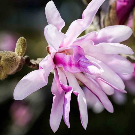 Magnolie loebnera 'Leonard Messel' květináč, 2l