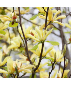 Japonská magnolie 'Esveld Select' květináč, 2l