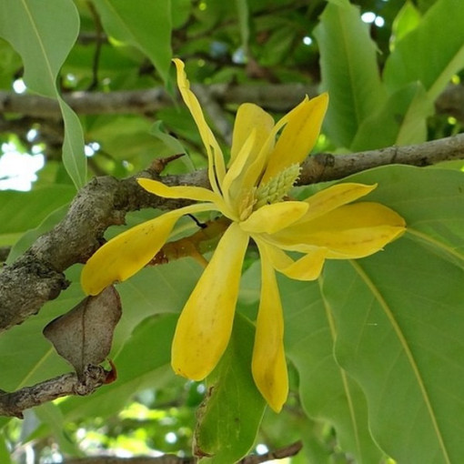 Japonská magnolie 'Esveld Select' květináč, 2l