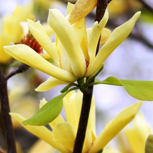 Japonská magnolie 'Esveld Select' květináč, 2l