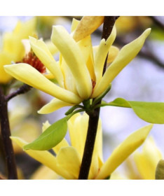 Japonská magnolie 'Esveld Select' P9/C1