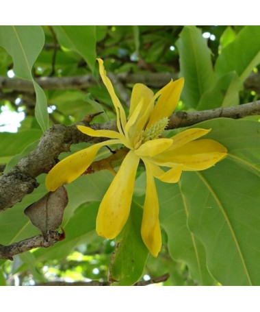 Japonská magnolie 'Esveld Select' P9/C1