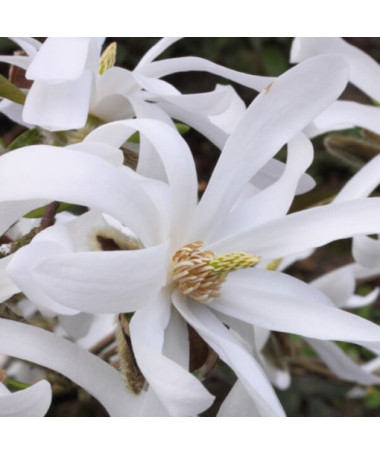 Hvězdná magnolie 'Royal Star' květináč, 2L