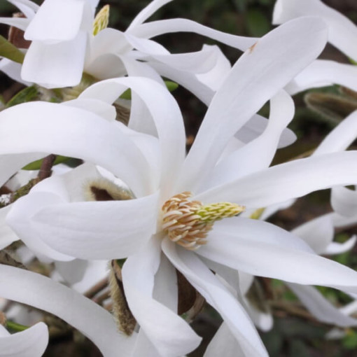Hvězdná magnolie 'Royal Star' květináč, 2L