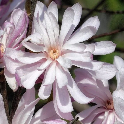 Hvězdná magnolie (Stellata) 'Waterlily' P9/C1