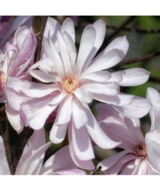 Hvězdná magnolie (Stellata) 'Waterlily' P9/C1