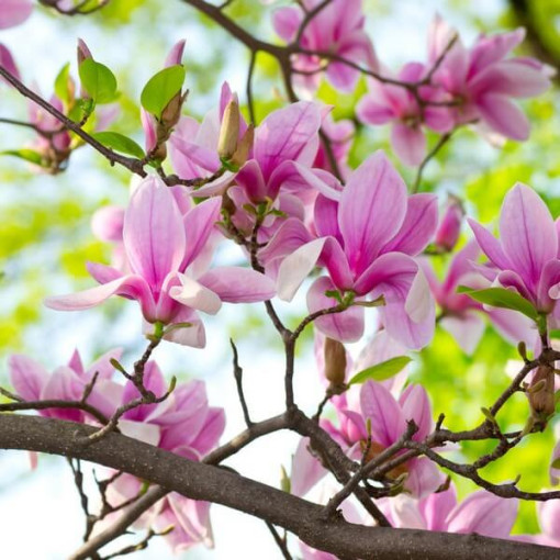 Magnólie 'George Henry Kern' květináč, 2L