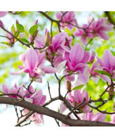 Magnólie 'George Henry Kern' P9/C1