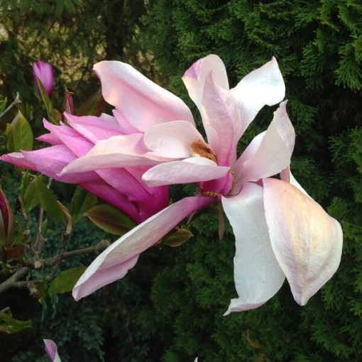 Magnólie 'George Henry Kern' P9/C1