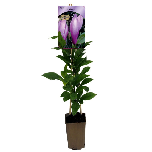 Magnólie 'Galaxy' P9/C1